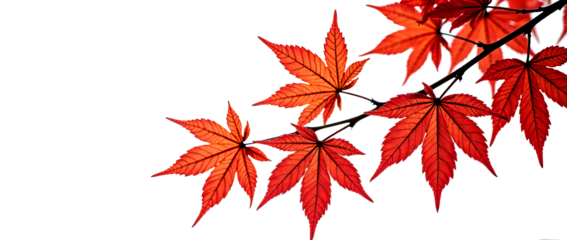 A branch with a group of scarlet maple leaves on a transparent background. The leaves are arranged at different angles, showing their natural shape and thin vein lines.