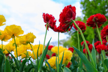 Flowers in a flower bed tulips. Greening the urban environment. Background with selective focus
