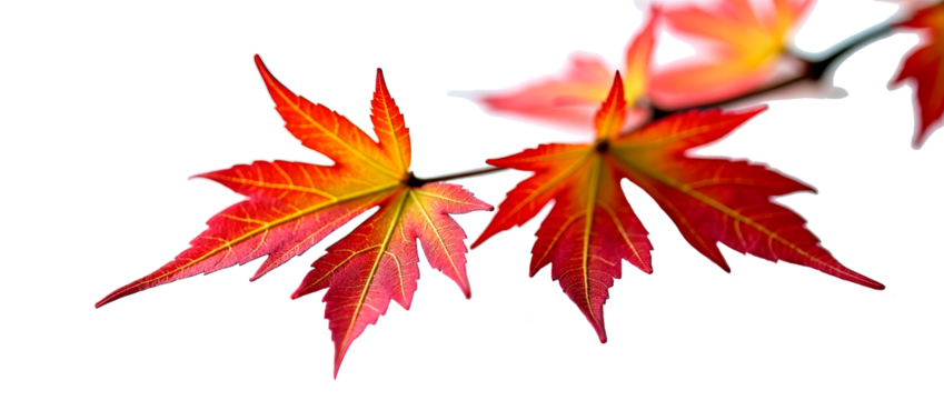 Two maple leaves with a smooth gradient from yellow to red hues. The warm autumn color palette highlights the details of the veins and the texture of the surface.