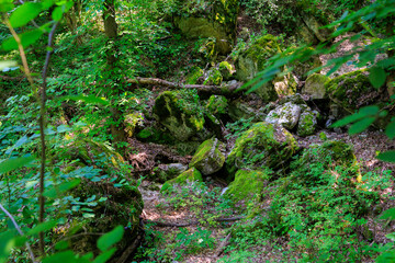 A lush green forest with moss growing on rocks