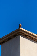 Falco tinnunculus pertenece a la familia Falconidae.