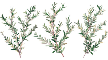 Four sprigs of silvery-green leaves with dark stems on a Transparent Background, PNG