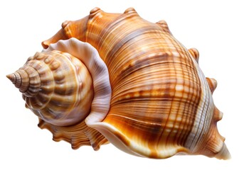 Obraz premium seashell isolated on white background