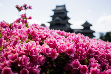 Pink flowers in front of a castle in Japan.