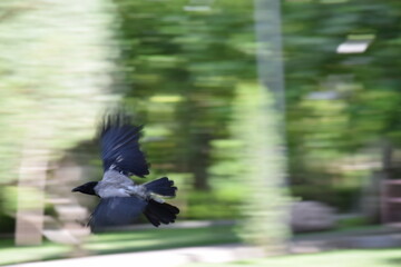 crow in the sky