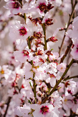 Obraz premium pink cherry tree