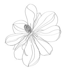 black and white line illustration of magnolia flower on a white background
