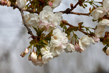 When Delicate Cherry Blossoms Bloom
