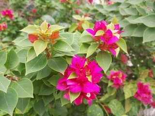 Obraz premium pink bougainvillea flowers (Bougainvillea spectabilis) with green leaves in the garden