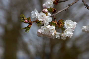 Blooming White Cherry Blossom Branch in Spring