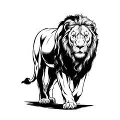 black and white sketch of lion walking forward wild animal illustration isolated on white