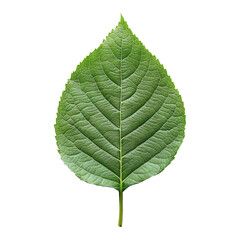Obraz premium Natural Leaf Print on Recycled Paper Isolated with Transparent Background