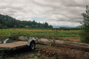 black cows in pasture, field in Oregon  © Nicole Kandi