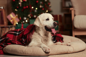 Labrador dog with plaid lying at home on Christmas eve