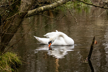 White swan on a lake