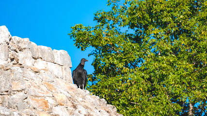 Black Vulture (Coragyps atratus), also known as the American Black Vulture, Mexican Vulture, Zopilote, Urubu, or Gallinazo, is a family of Cathartidae. 