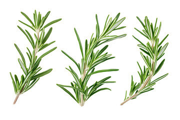 Fototapeta premium Three Sprigs of Fresh Green Rosemary on Transparent Background, PNG