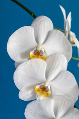 The delicacy of flowers announcing spring.