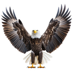 Obraz premium Majestic eagle displaying its impressive wings in nature