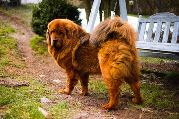 A noble red Tibetan Mastiff stands in a snowy backyard, its thick winter coat blending with the frosty landscape.