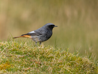 Black redstart, Phoenicurus ochruros