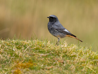 Black redstart, Phoenicurus ochruros
