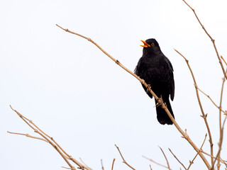 Blackbird, Turdus merula,