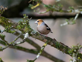 Hawfinch, Coccothraustes coccothraustes