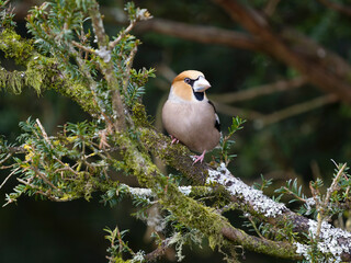Hawfinch, Coccothraustes coccothraustes
