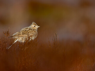 Skylark, Alauda arvensis