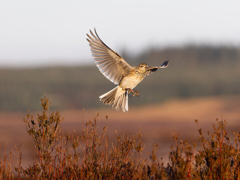 Skylark, Alauda arvensis