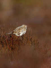 Skylark, Alauda arvensis