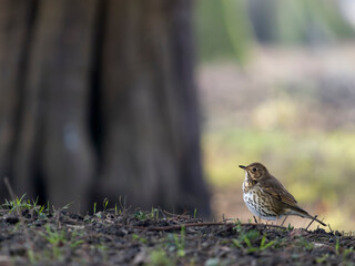 Song thrush, Turdus philomelos
