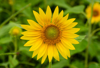 Fototapeta premium Sunflower