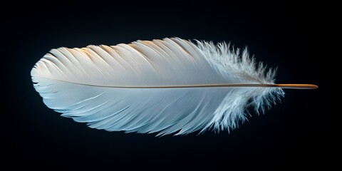 Obraz premium Luminous White Feather: A Study in Delicate Detail, Where a Single Plumage Rests Against a Deep Black Backdrop, Highlighting Texture and Grace in a Minimalist Composition.