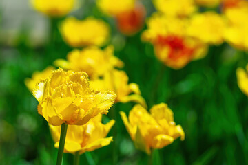 Close up of yellow fringed tulips blooming in a garden, creating a vibrant and colorful springtime...