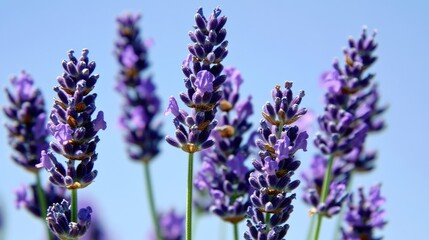 Obraz premium Breathtaking lavender fields in full bloom under a clear blue sky.