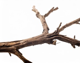 Fototapeta premium Dry Tree Branch Isolated on a White Background