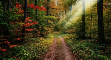 Fototapeta premium Sunlight filters through trees in tranquil forest pathway during autumn