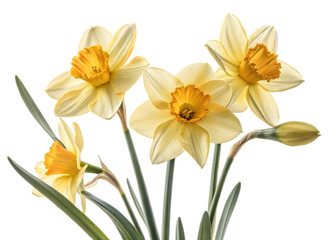 Fototapeta premium Elegant daffodil flowers with soft yellow petals, captured beautifully on a transparent background.