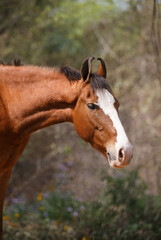 Fototapeta premium horse in the field