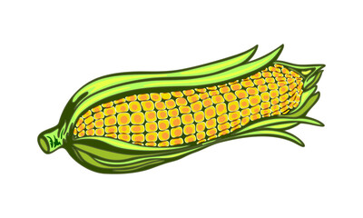 Colorful vector illustration of corn on the cob. Cartoon-style corn  digital artwork illustration with bright yellow kernels