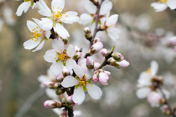 Close-up of white flowers of blooming cherry plum