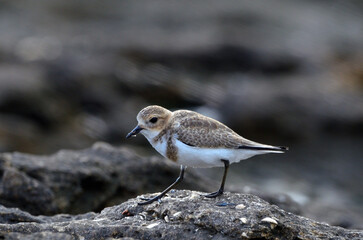 plover in the sea in Las Grutas city, Argentina