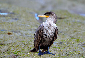 cormorant on the argentine atlantic coast