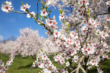 Branch of a flowering tree in the garden on a sunny spring day close-up