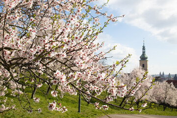Brancheof a flowering almond tree against the background of an old tower with a green spire