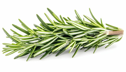 Fototapeta premium Fresh Rosemary Sprig Isolated on White