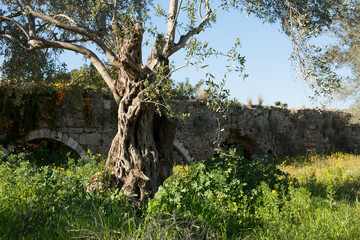 A long-lived olive tree and an ancient aqueduct