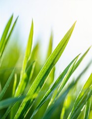 Fototapeta premium Green Grass Borders with Gradient Mesh Isolated on a White Background